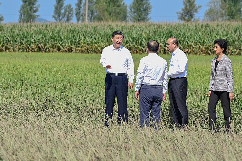 9月6日至8日，中共中央总书记、国家主席、中央军委主席习近平在黑龙江考察。这是7日上午，习近平在遭受洪涝灾害的哈尔滨尚志市老街基乡龙王庙村，观察水稻受灾情况。